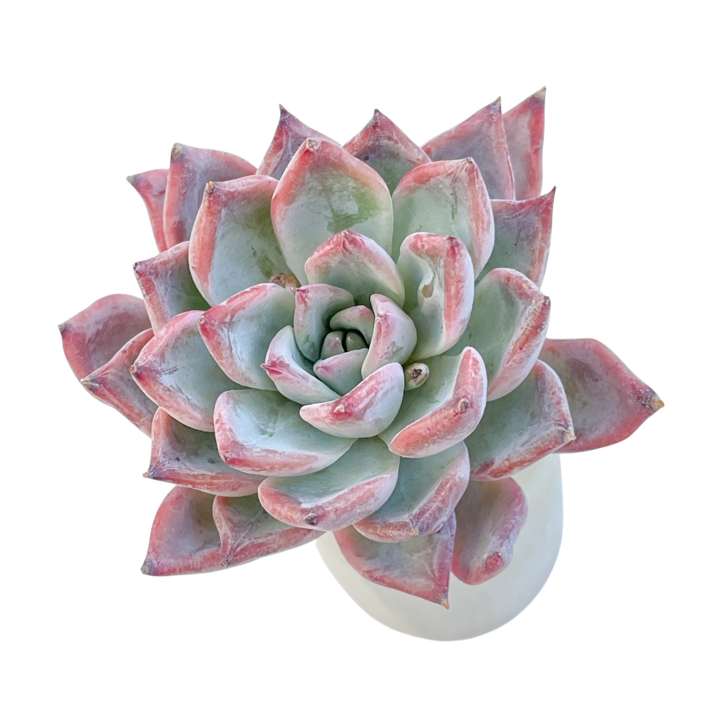 black swan succulent SALE! Echeveria cv Black Swan