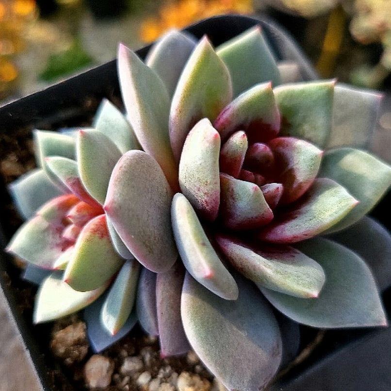 Echeveria German Champagne