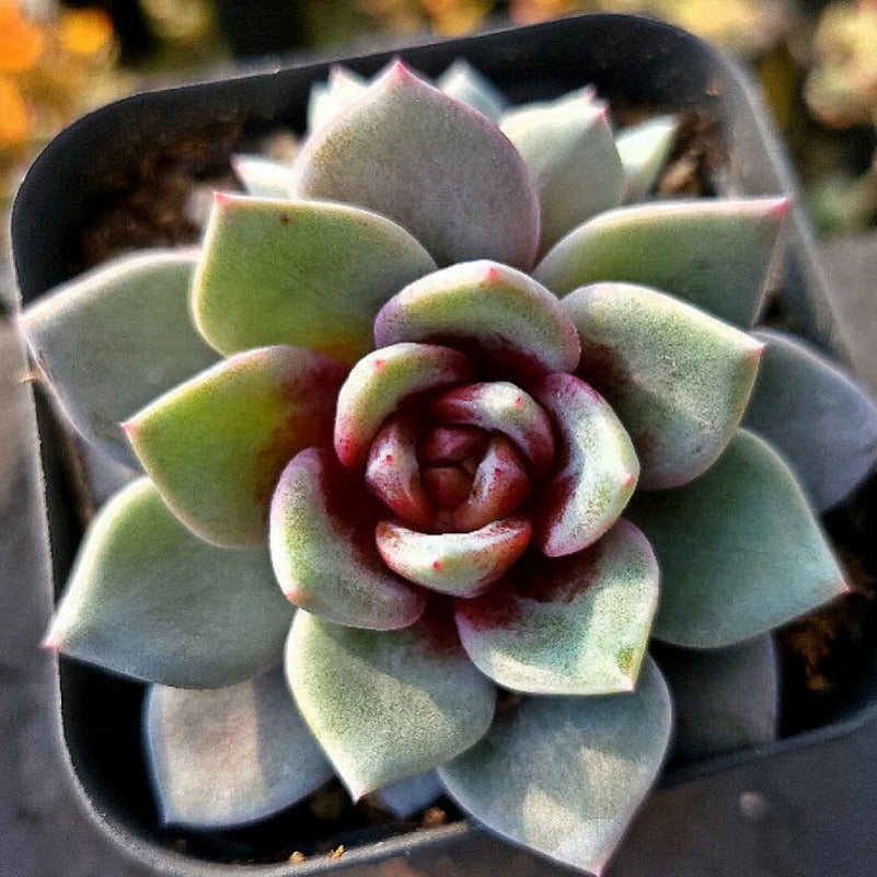 Echeveria German Champagne