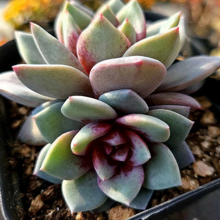 Echeveria German Champagne