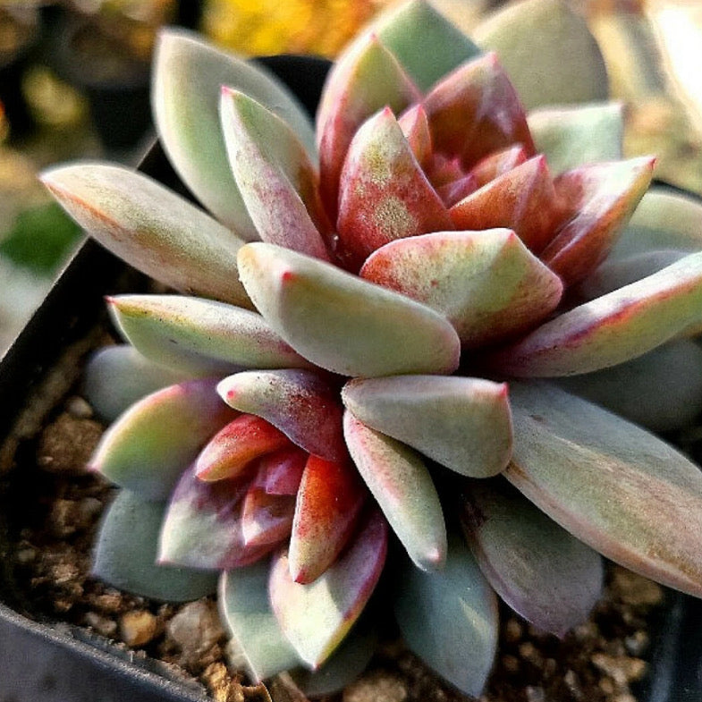 Echeveria German Champagne