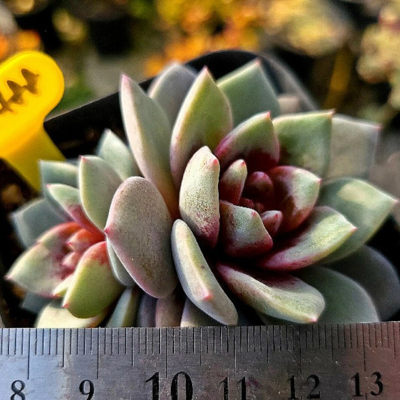 Echeveria German Champagne