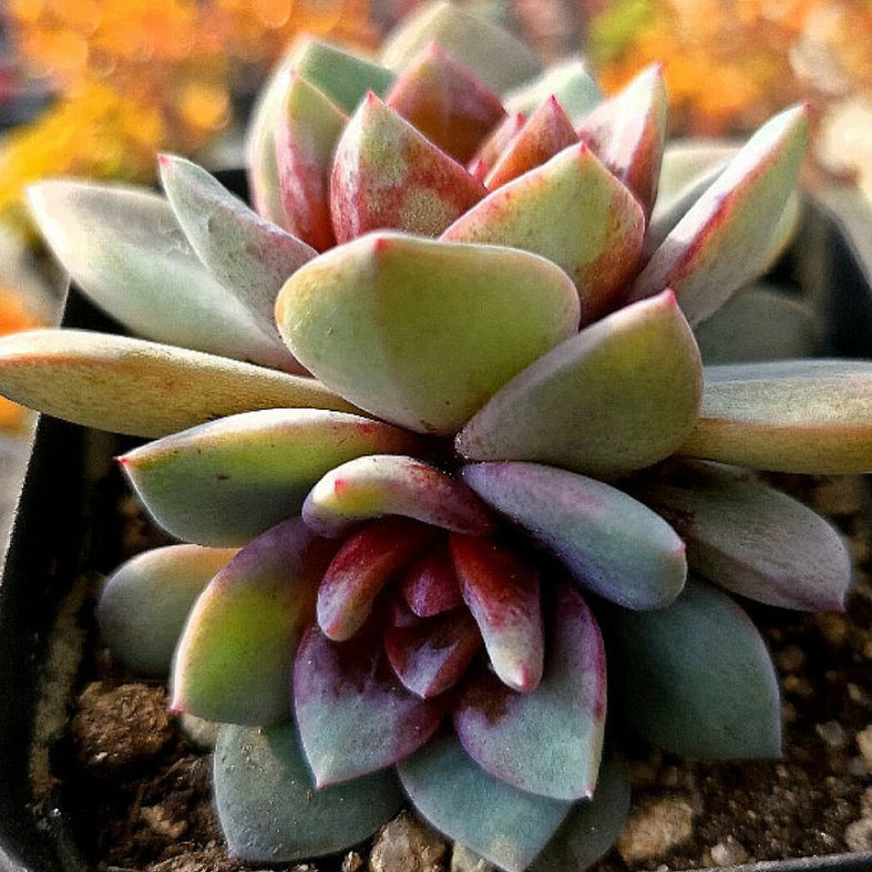 Echeveria German Champagne