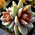 Echeveria German Champagne