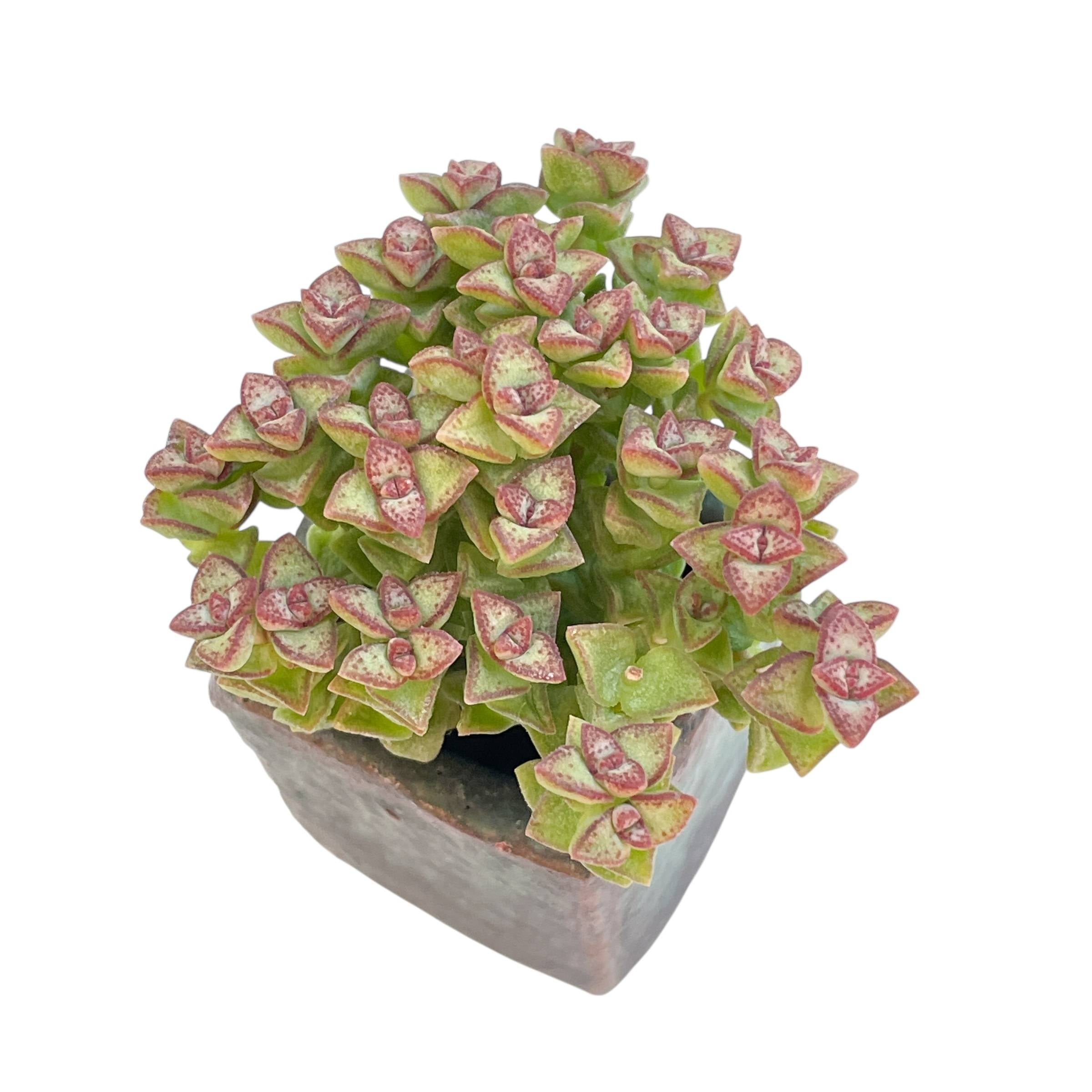 tom thumb succulent SALE! Crassula Tom Thumb – Cedar Creek Farmhouse