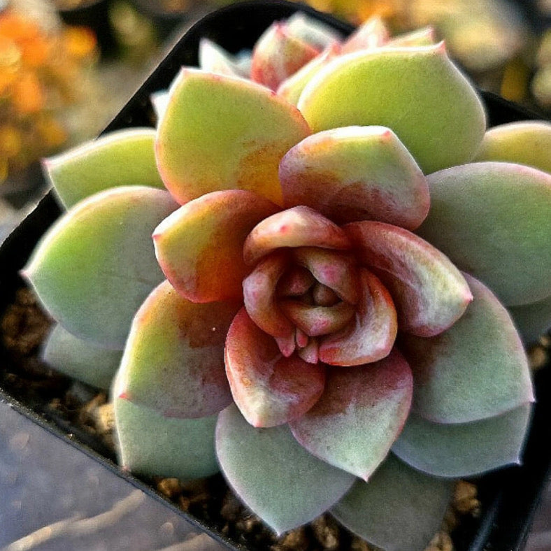 Echeveria German Champagne