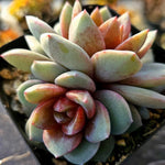 Echeveria German Champagne