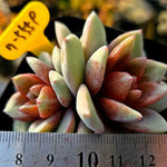 Echeveria German Champagne