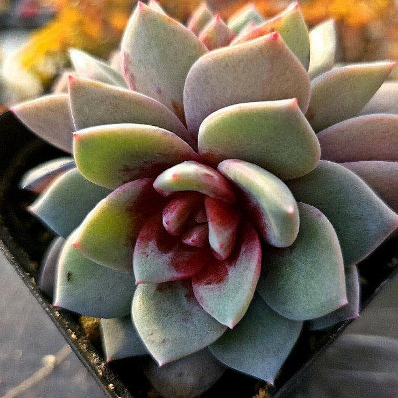 Echeveria German Champagne