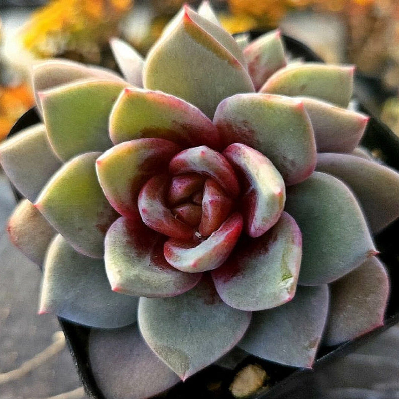 Echeveria German Champagne