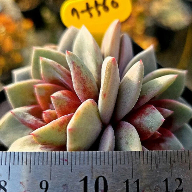 Echeveria German Champagne