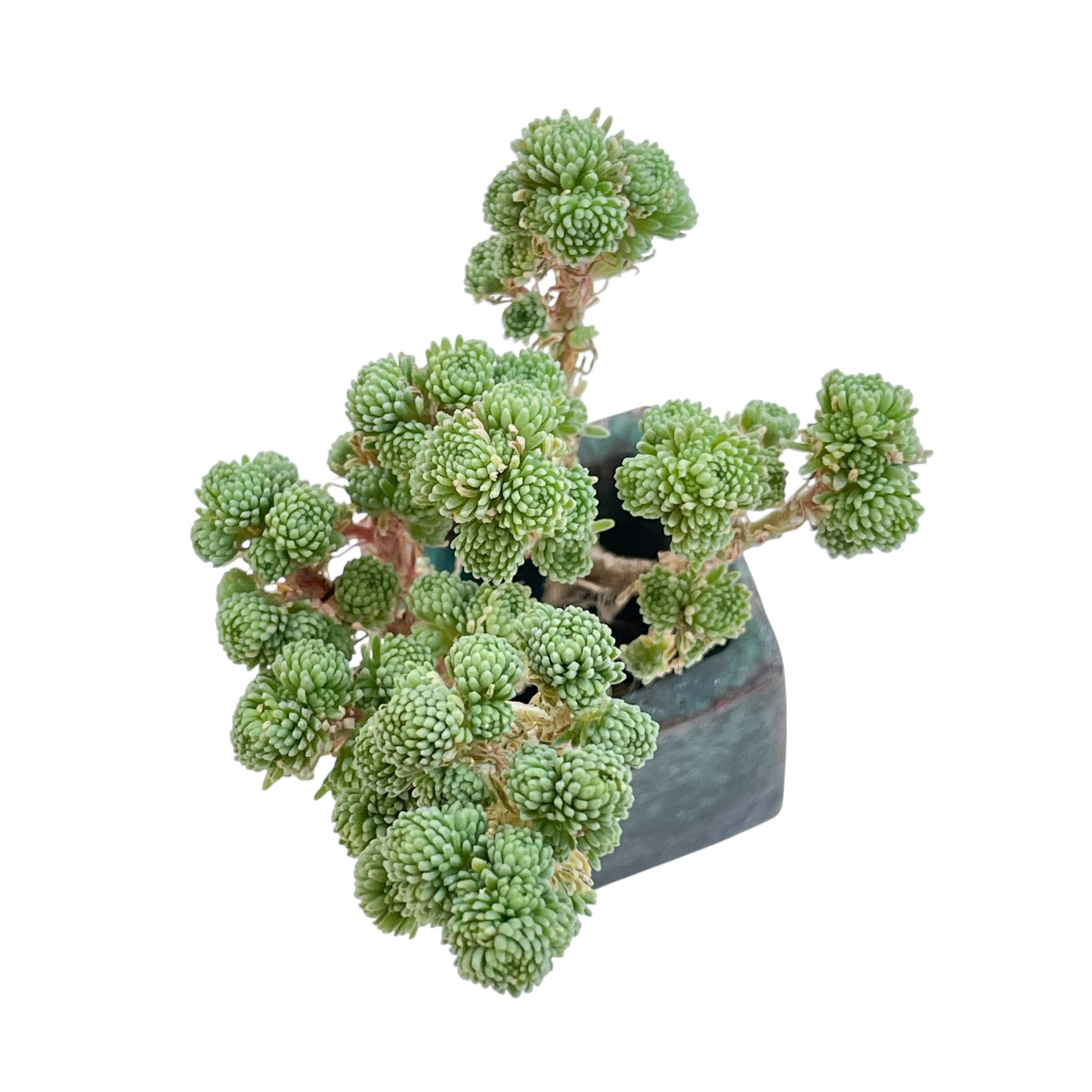 SALE! Sedum Multiceps – Cedar Creek Farmhouse