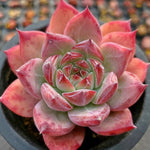 Echeveria Ratam Hybrid