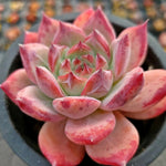 Echeveria Ratam Hybrid