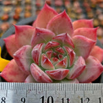 Echeveria Ratam Hybrid