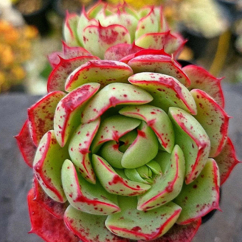 Echeveria Love Fire