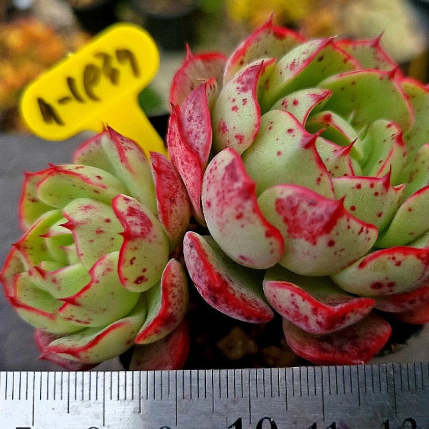 Echeveria Love Fire