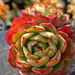 Echeveria Love Fire