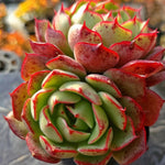 Echeveria Love Fire