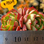 Echeveria Love Fire