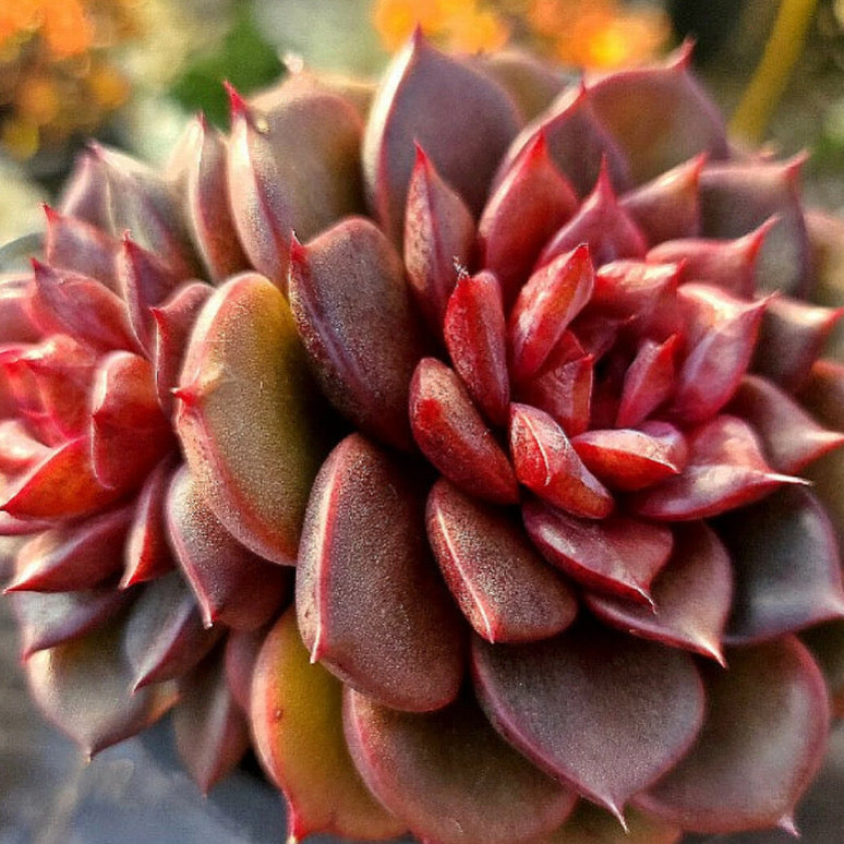 Echeveria Red Chocolate