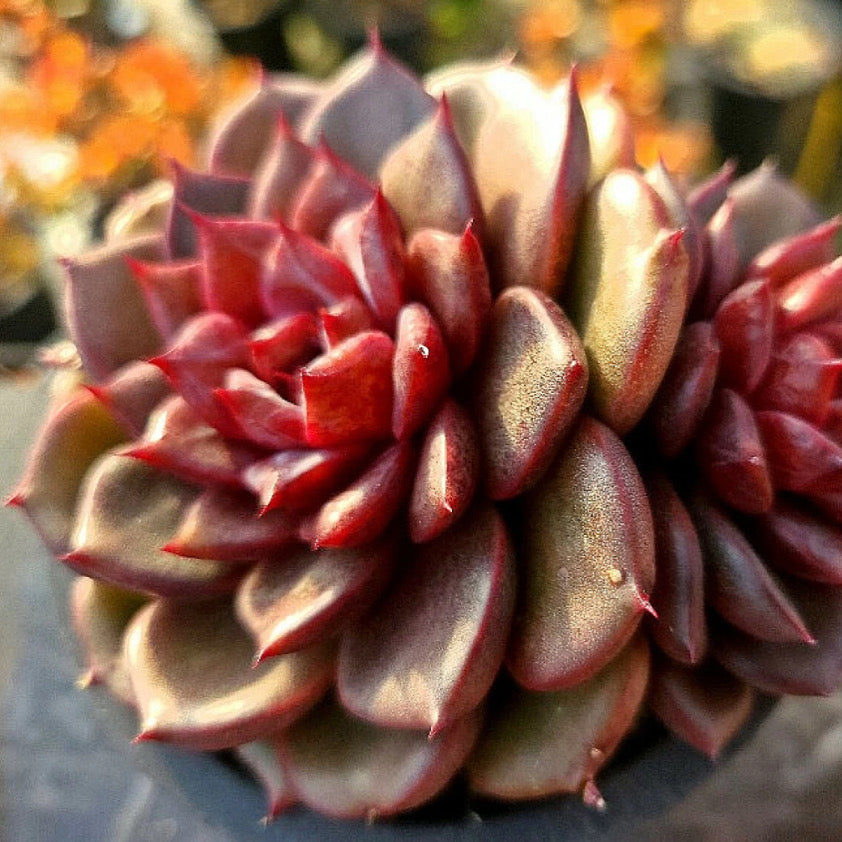 Echeveria Red Chocolate