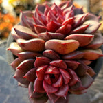 Echeveria Red Chocolate