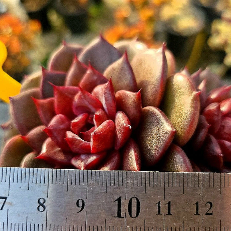 Echeveria Red Chocolate