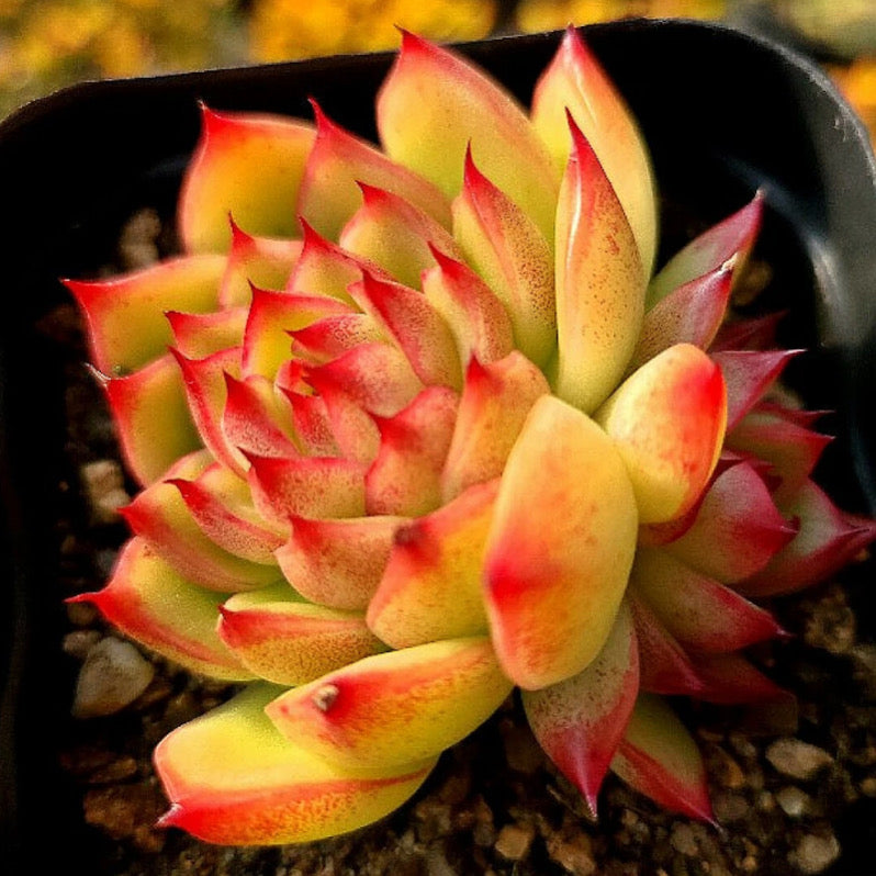 Echeveria Red Corn