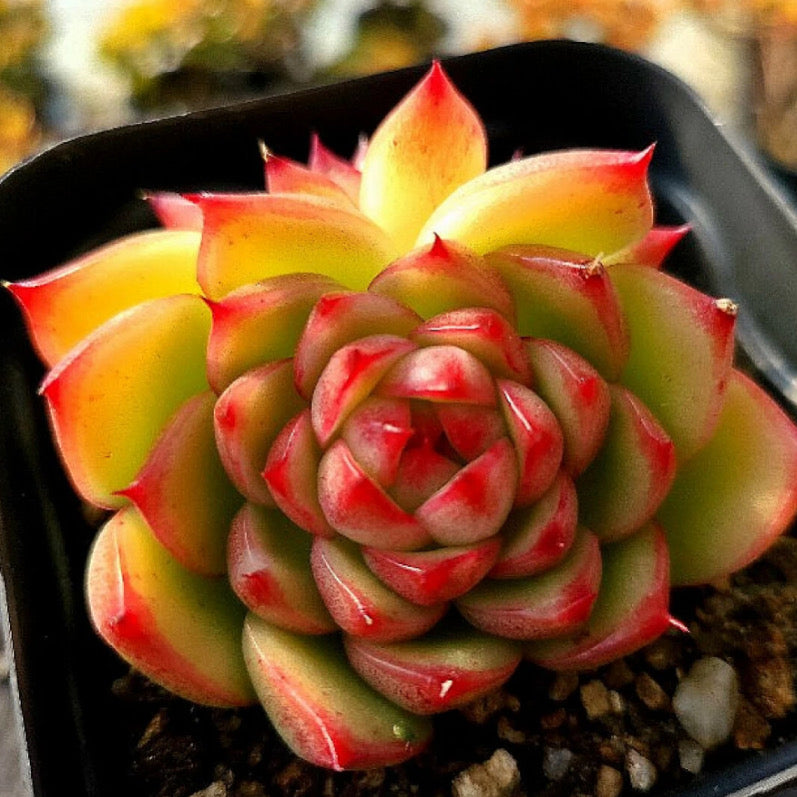 Echeveria Red Corn