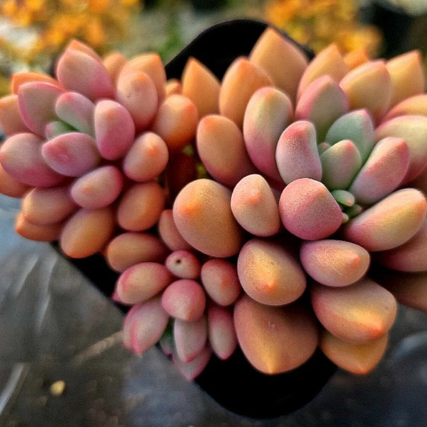 Echeveria Ruby Donna (Possible Hybrid)