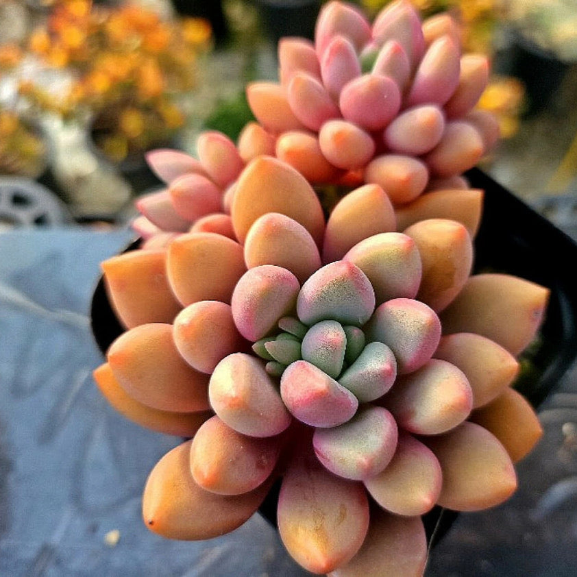 Echeveria Ruby Donna (Possible Hybrid)