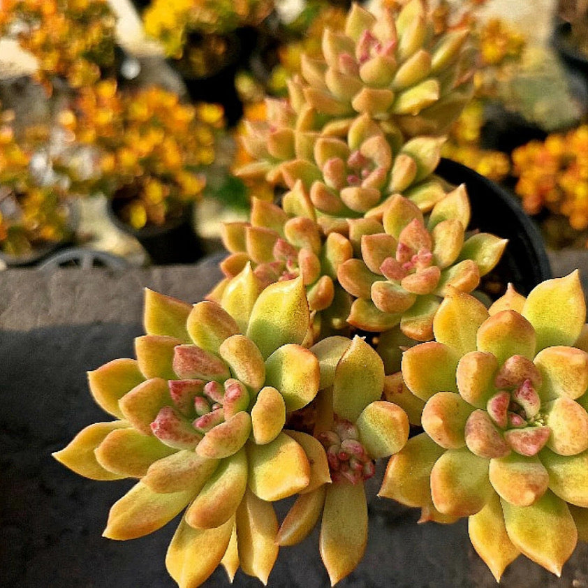 Echeveria Melody