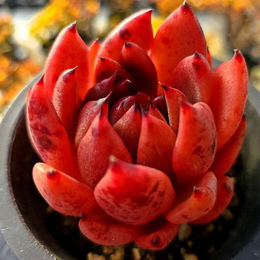 Echeveria Black Queen Hybrid