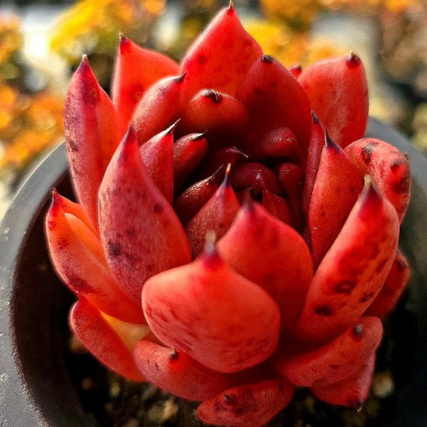 Echeveria Black Queen Hybrid