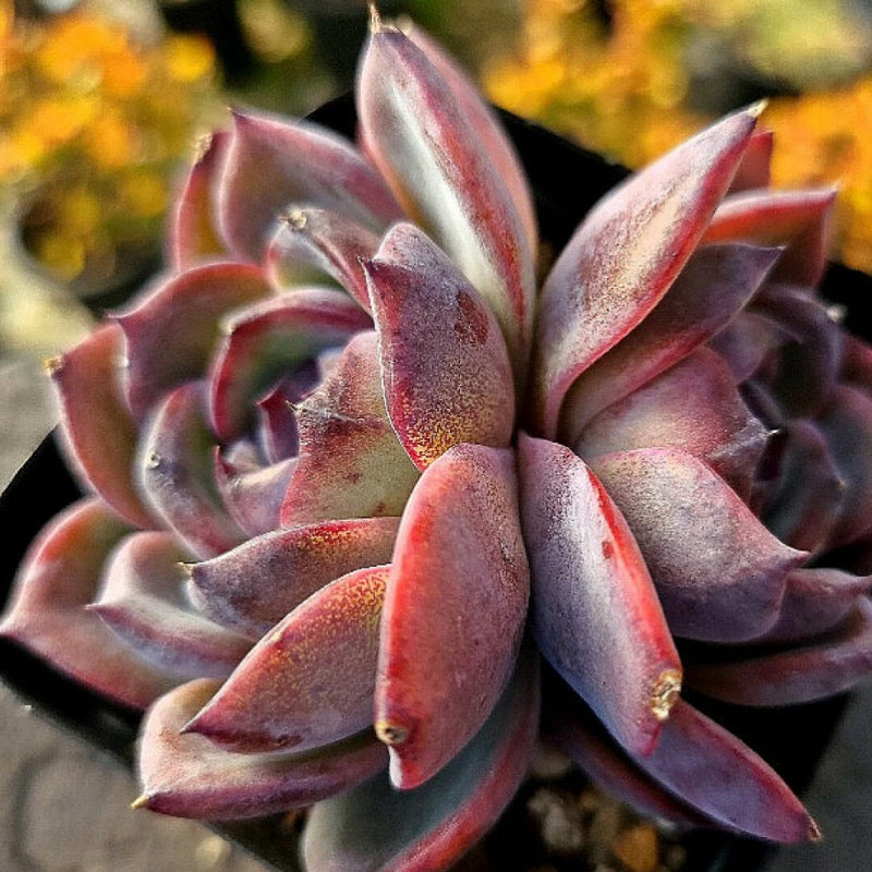 Echeveria Black Queen Hybrid