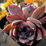 Echeveria Black Queen Hybrid