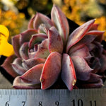 Echeveria Black Queen Hybrid