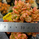 Echeveria Apple Blossom