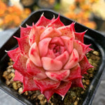 Echeveria Shani