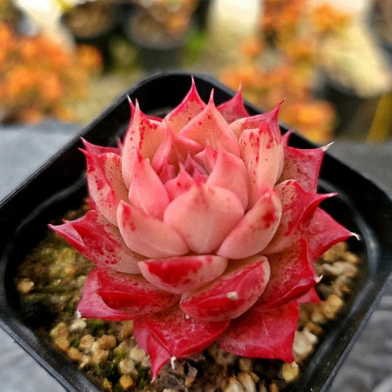 Echeveria Shani