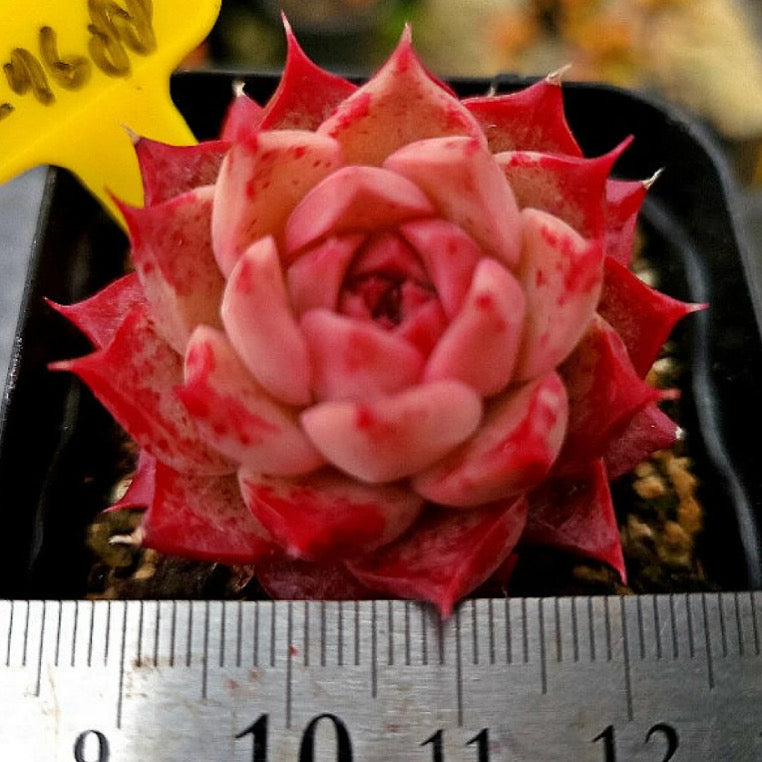 Echeveria Shani