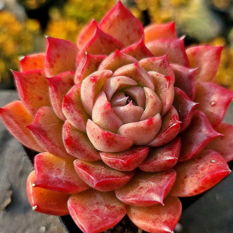 Echeveria  Shani