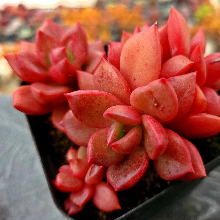 Echeveria Chapote