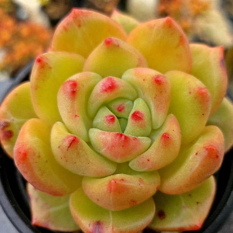 Echeveria Champagne Hybrid