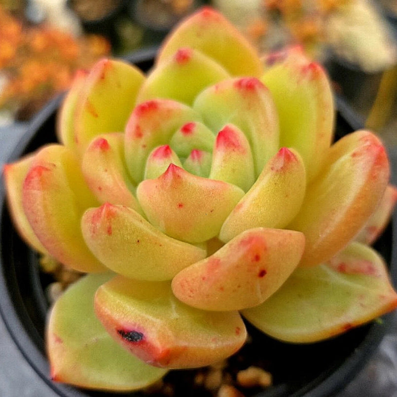 Echeveria Champagne Hybrid