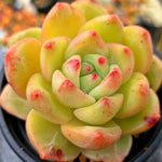 Echeveria Champagne Hybrid