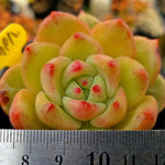 Echeveria Champagne Hybrid