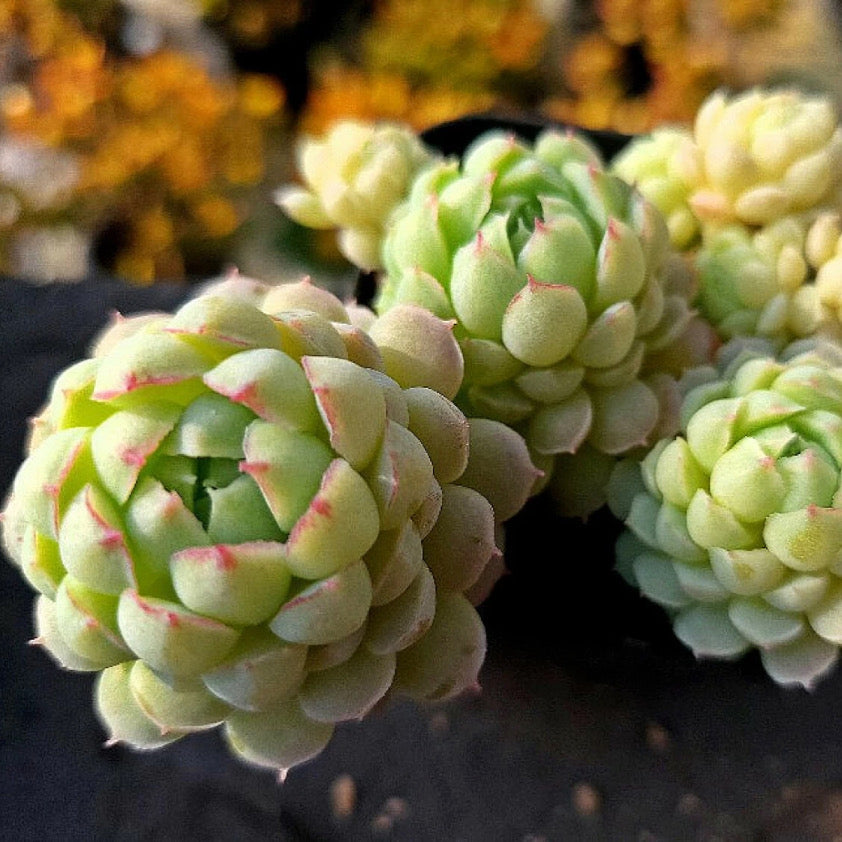 Echeveria Sugar Princess