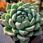 Echeveria Hamilton